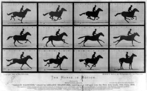 muybridge